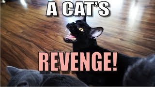 Talking Kitty Cat 55   A Cat's Revenge