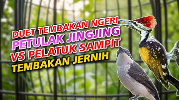 PETULAK JINGJING GACOR PANJANG SUARA KRISTAL || MASTERAN JINGJING PETULAK GACOR DOR