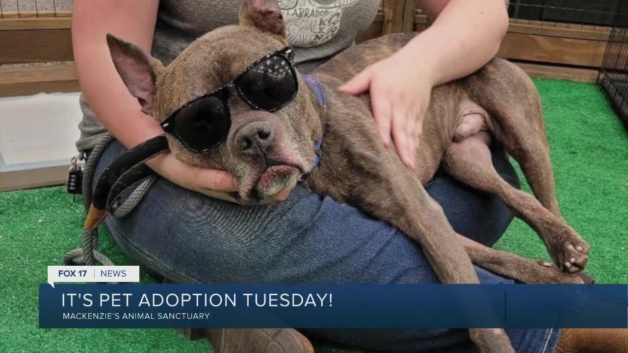 Pet Adoption Tuesday Meet Clovis! YouTube