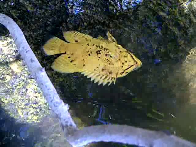 AMAZING Fish, looks like a FLOATING LEAF - Atlantic Tripletail