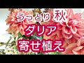 カラーコーディネーターが伝授！秋のダリアで華やかな【寄せ植え】