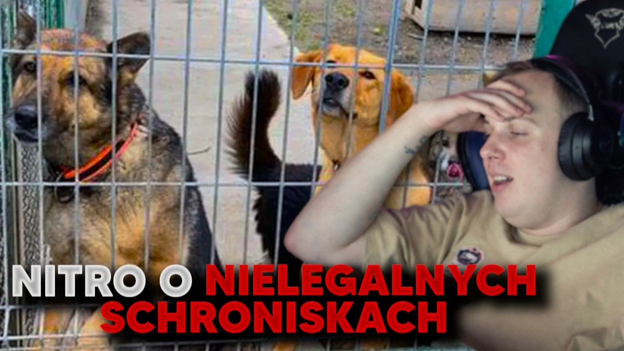 NITRO o SZKODLIWYCH CELEBRYTKACH I NIELEGALNYM SCHRONISKU