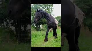 Cachari Bs.As. Argentina