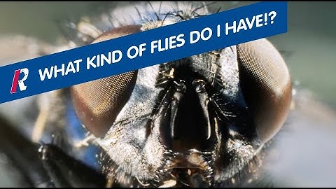 What Kind Of Flies Do You Have, How They Get In, And How To Get Rid Of Them.