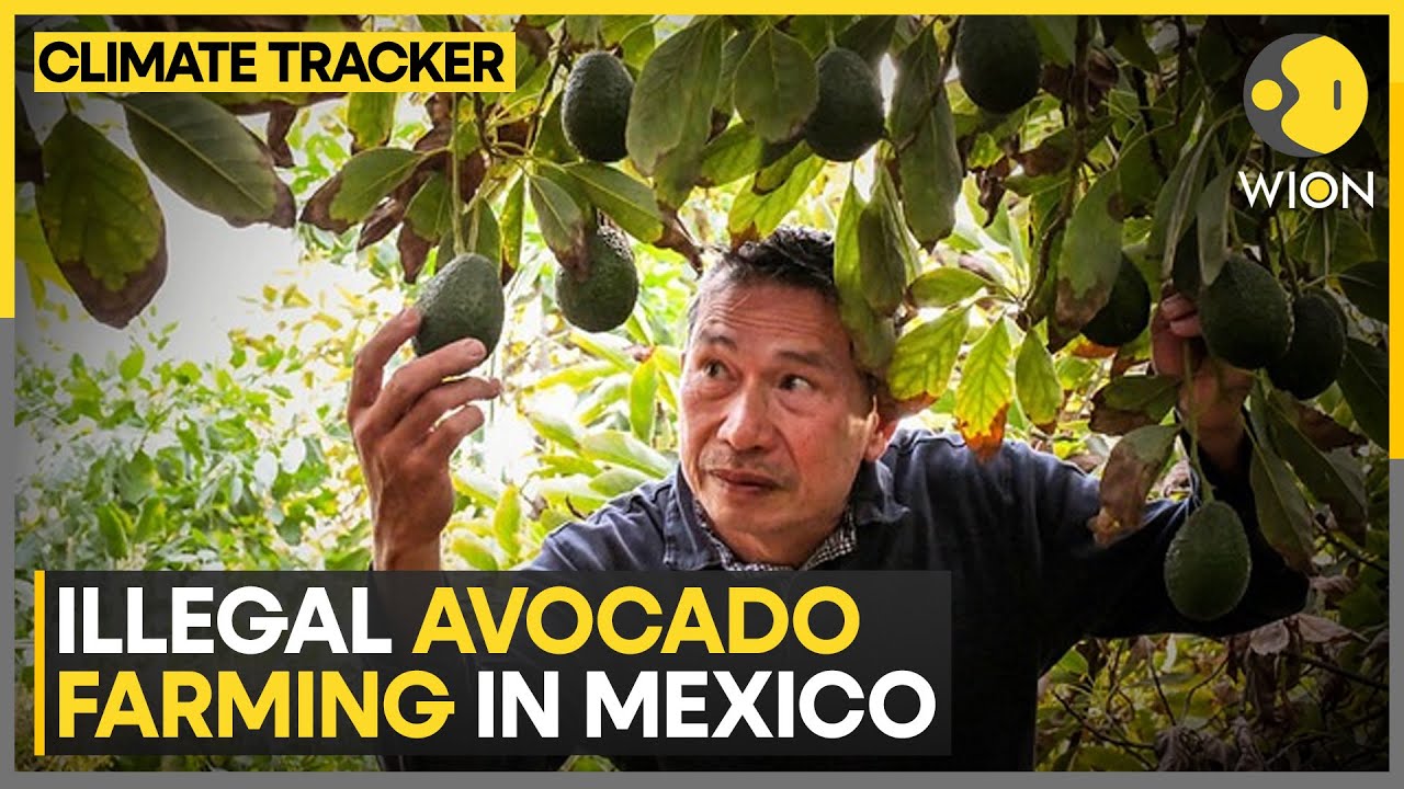 Green gold or environmental catastrophe? | WION Climate Tracker - YouTube