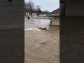 🌊 Rescuers: Acts of Compassion 🐾 #AnimalHeroes #SelflessActs #UnityInNature