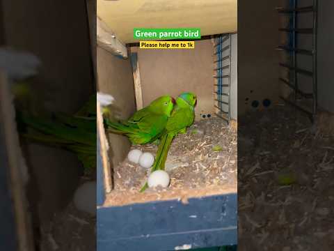 Green parrot eggs#parrot #Eggs #bird#تووتی #دوورە#cockatiel #sunconure #sorts #viral #koktail