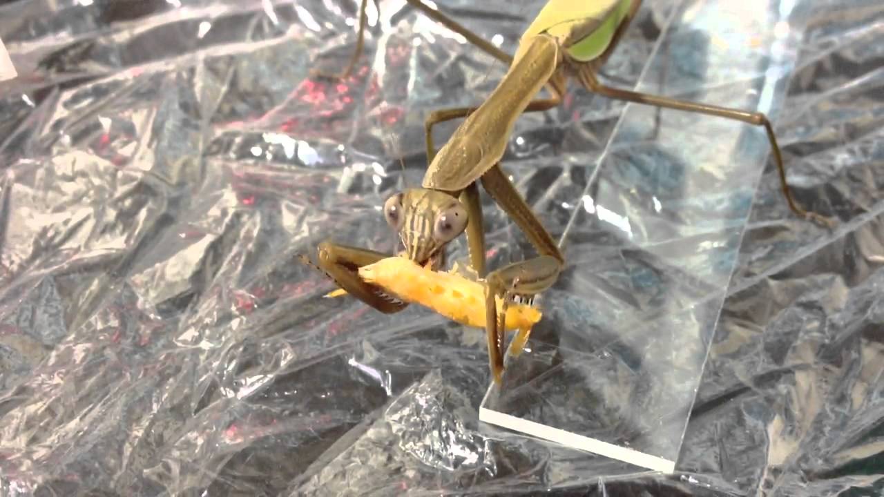 カマキリの飼育方法 オオカマキリ カマキリ 今日も我が道を行く カマキリの飼育方法 オオカマキリ カマキリ 今日も我が道を行く