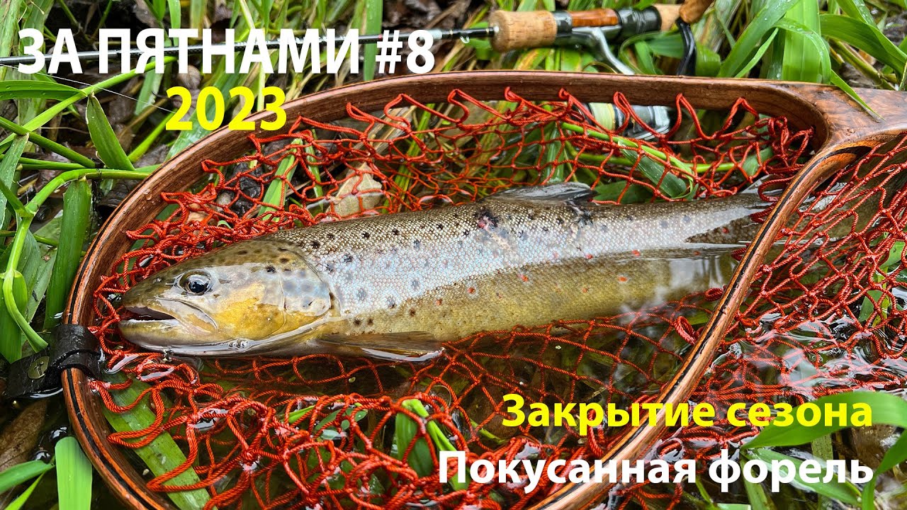За пятнами #8. Закрытие сезона речной форели. Покусанная форель - YouTube