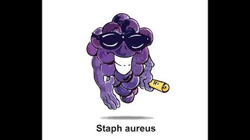 Staph aureus