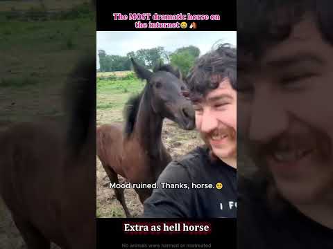 My horse has zero chill😤#horse#funnyanimals#farm