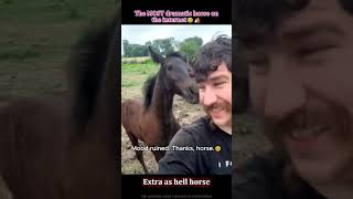 My horse has zero chill😤#horse#funnyanimals#farm