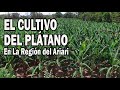 CULTIVO DEL PLÁTANO EN EL ARIARI - META COLOMBIA