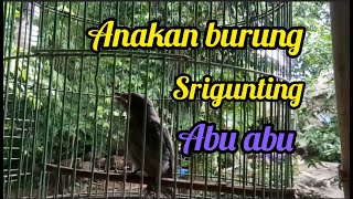 suara anakan burung Sri gunting  abu abu