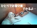 「お留守番ちゃんとしてるかな?」小さい頃から頑張ってる英国ゴールデンレトリバーギンちゃん(2歳)