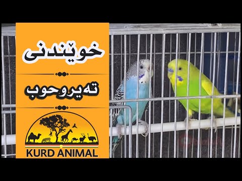    خوێندنی باڵندەی تەیروحوب بادجی  طيروحب