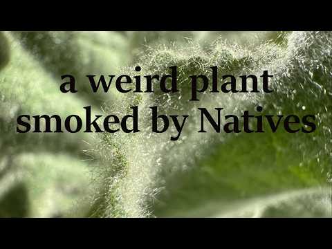 Native Uses of Mullein