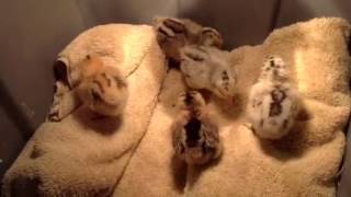 Americana one week old chicks