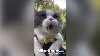 Cats Talking With Their Humans 2022