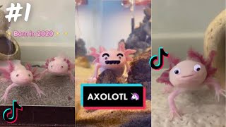 Axolotl / TikTok Compilation    2023 4K