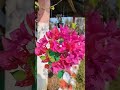 Bougainvillea #flower #shorts