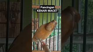 KLIK UNTUK KENARI MACET kenari kenarigacor kenarimania