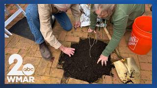 Descendant of Maryland's original Liberty Tree planted in Annapolis