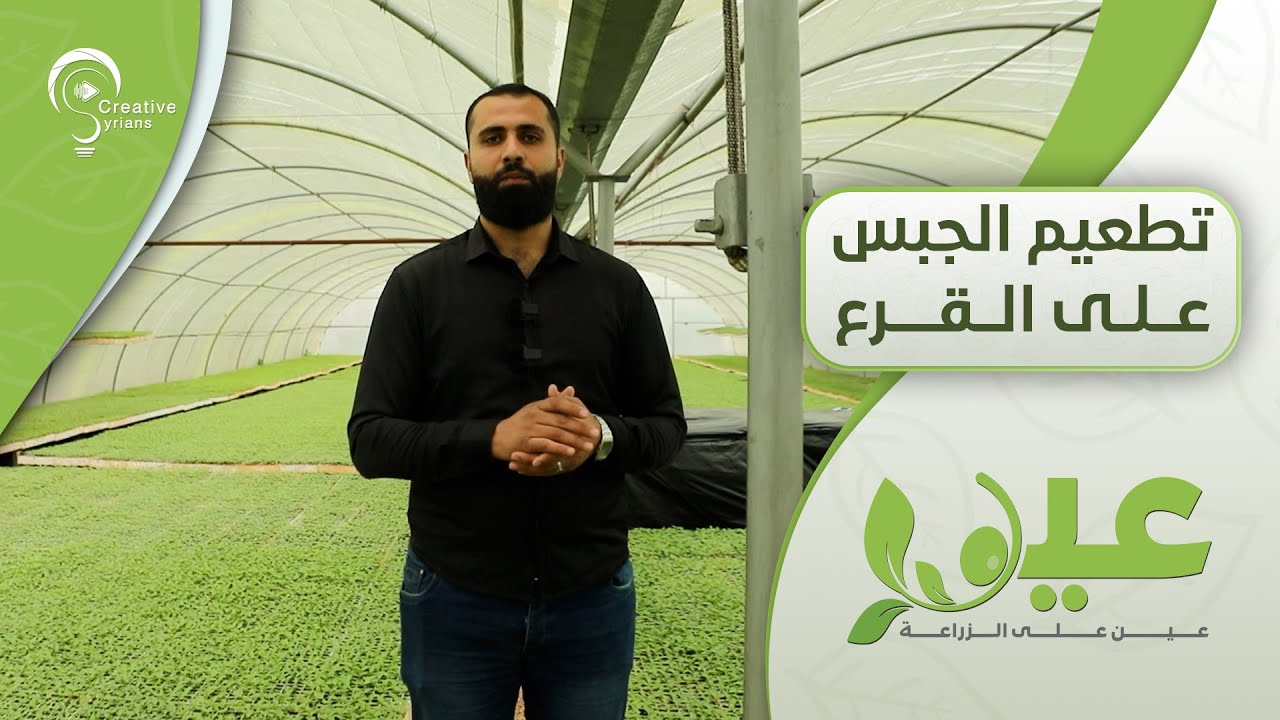 تطعيم الجبس على القرع