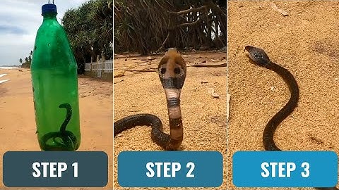 Rescued Small Snake Release To The Beach | SRI LANKA | CEYLON TURTLE TALES