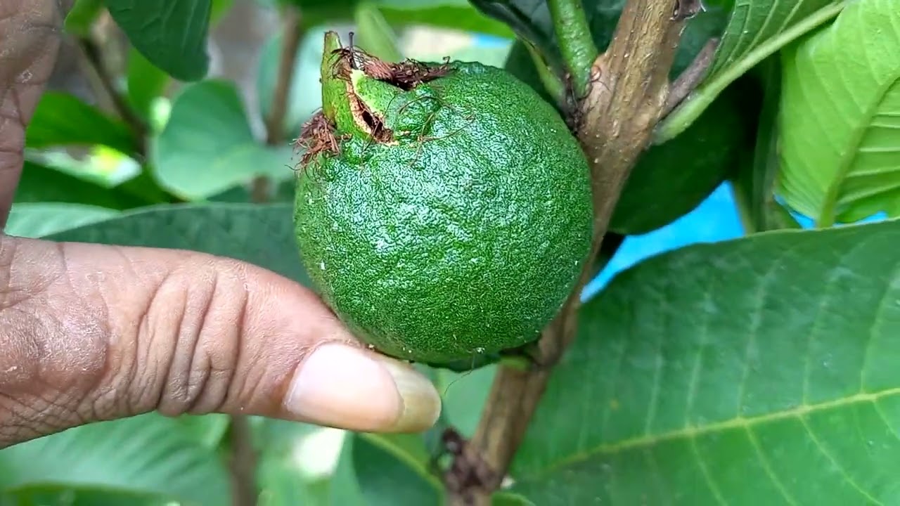JAMBU KRISTAL VS MEGA MERAH / KRISTAL MERAH BANYUWANGI