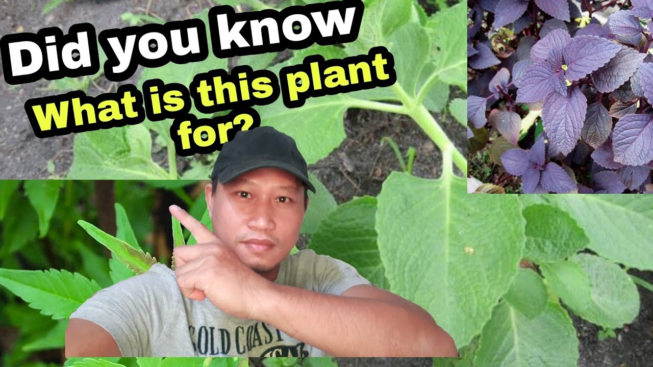 Only plants