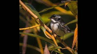 Nature Photography