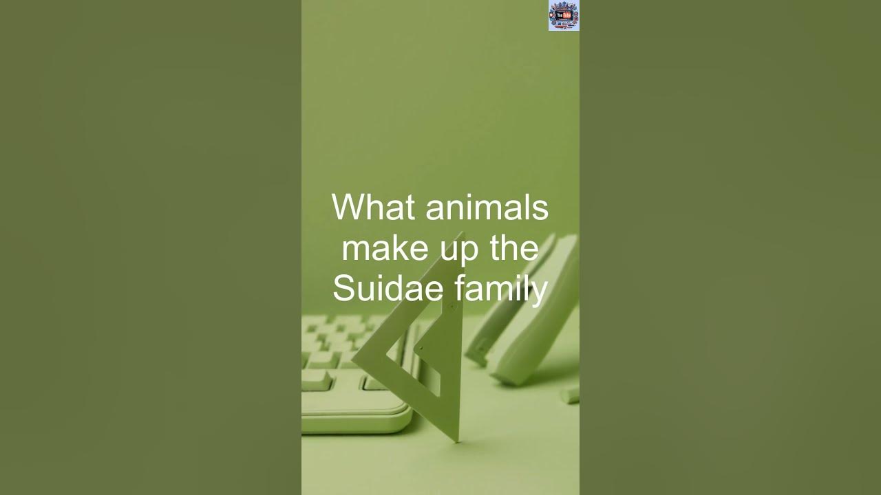what-animals-make-up-the-suidae-family-youtube
