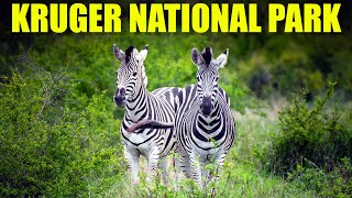 PREDATORS GALORE! LION, LEOPARD, HYENA, and more Sightings on a visit to the Kruger National Park by Our Life In Africa 1,226 views 1 year ago 14 minutes, 59 seconds
