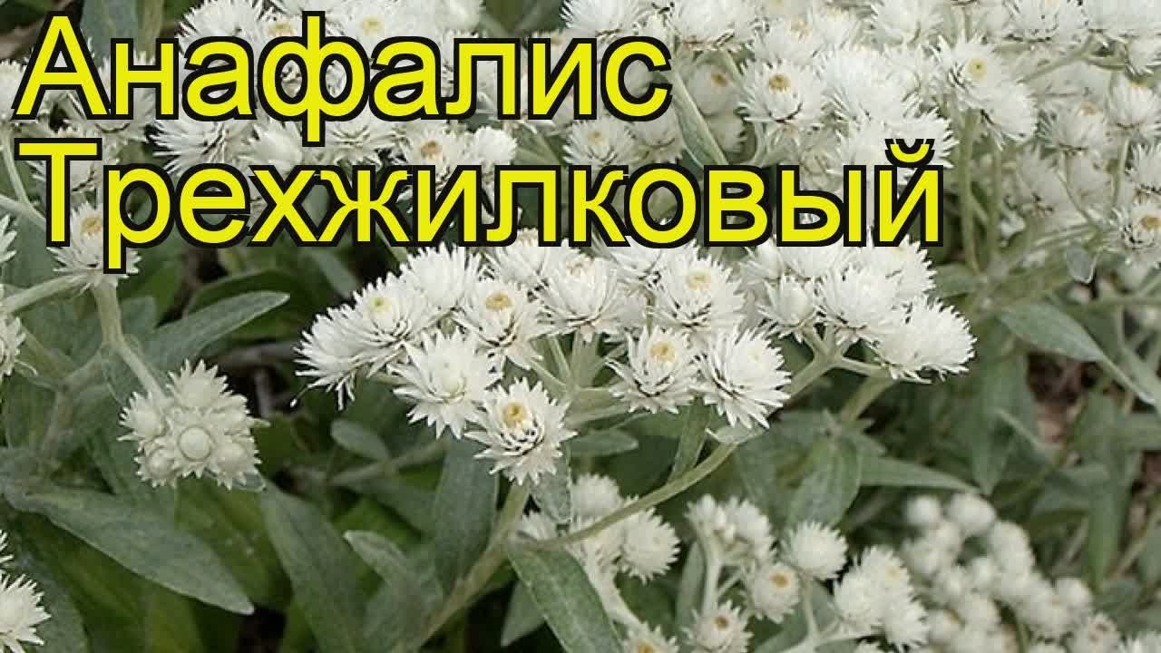 Как правильно посадить растение из семян