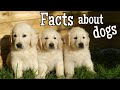 Dog Facts Quiz