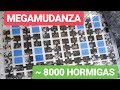 MEGA MUDANZA Hormiguero MÁS GRANDE - Colonia Hormigas GIGANTE 😍🐜
