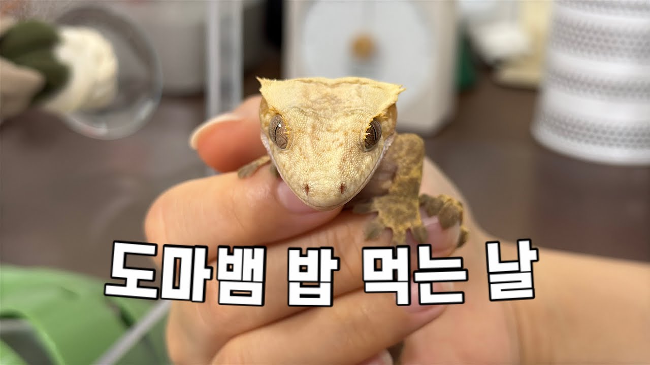 도마뱀 밥 먹는 날 ep.11