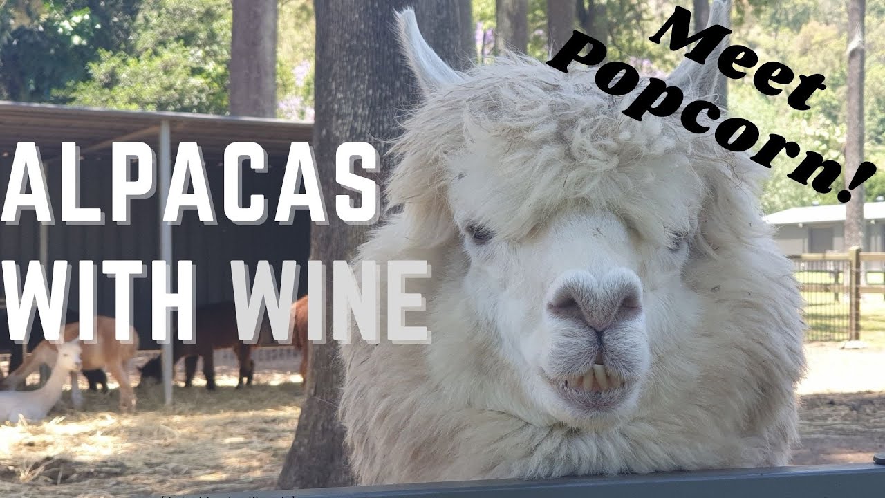 Mountview Alpaca Farm O'Reilly's Vineyard Canungra Meet an Alpaca