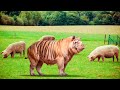 PIG and ANIMALS Hybrids | Tiger, Lion, Gorilla