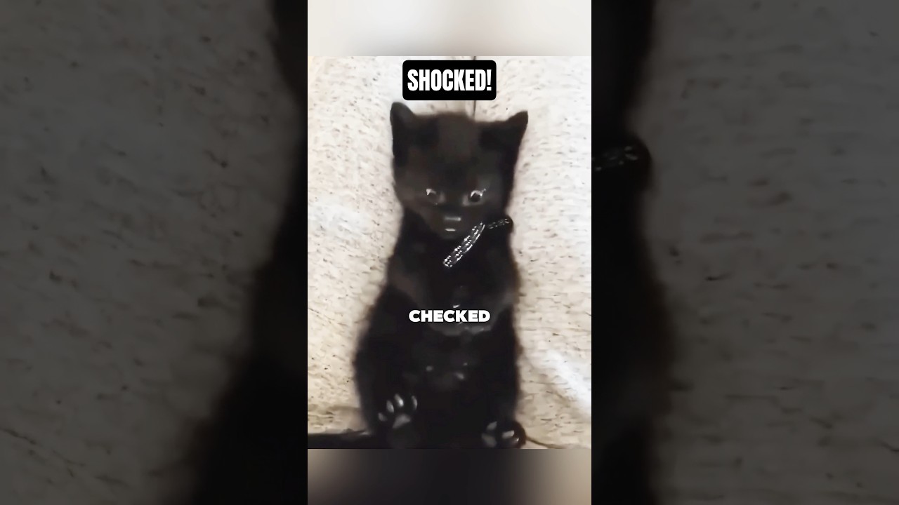 Кот забыл, что он кот! ❤️