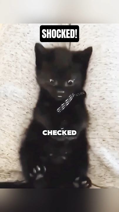 Cat Forgot He Was a Cat! ❤️