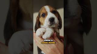 Select the Best Beagle Puppy from the Litter! #beagle #beaglepuppy #beagles