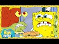 ¡El Crustáceo Cascarudo admite mascotas! | Bob Esponja en Español