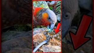 This Parrot Just Learned How To Do THIS! 🤯🦜 #shorts #parrot #smartanimals #viral