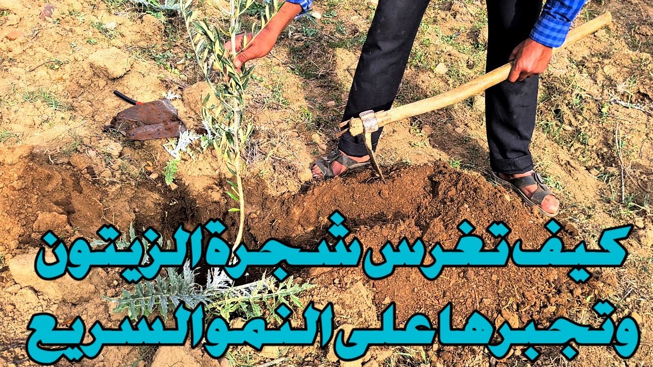 طريقة غرس شجرة الزيتون واجبارها على النمو السريع 0771964799