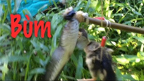 Câu Cá Lóc Bằng Vịt Con Cá Táp Trong Hang Ra Mập Ú