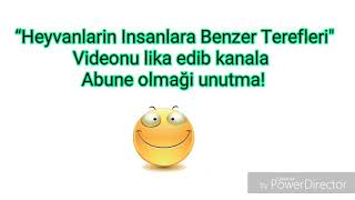 Heyvanlarin Insanlara Benzer Terefleripişikşou Yeni Video 2018