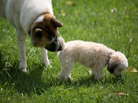 Image result for images of dogs smelling butts