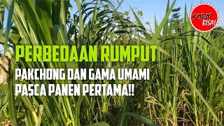 Perbedaan Rumput Pakchong Dan Gama Umami Setelah Panen Pertama